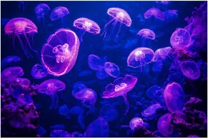 Puzzles for Adults 1000 Pieces Aurelia aurita Moon Jellyfish Glowing Purple Light as Dark Underwater Wooden Jigsaw Puzzles Challenging Fun Educational Family Games Kid Toys Art Work Gift Home Decor