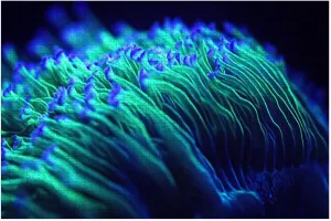 Puzzles for Adults 1000 Pieces Macro shor Colorful Corals Wooden Jigsaw Puzzles Challenging Fun Educational Family Games Kid Toys Art Work Gift Home Decor