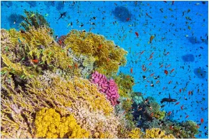 Puzzles for Adults 1000 Pieces School Fishes Goral Garden Red Sea Wooden Jigsaw Puzzles Challenging Fun Educational Family Games Kid Toys Art Work Gift Home Decor