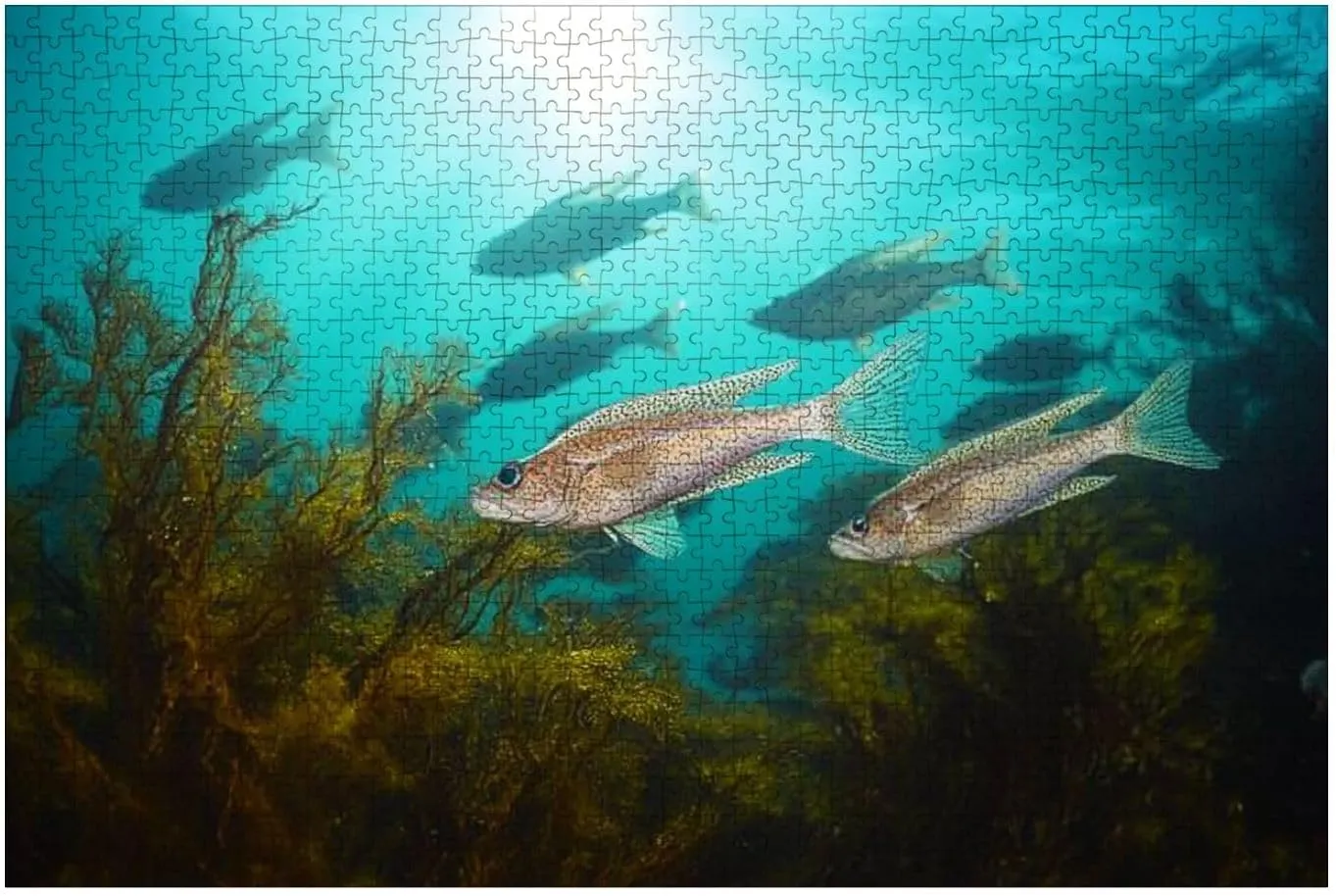 Puzzles for Adults 1000 Pieces Sunlight Underwater Bogue Fish Ocean Atlantic Wooden Jigsaw Puzzles Challenging Fun Educational Family Games Kid Toys Art Work Gift Home Decor